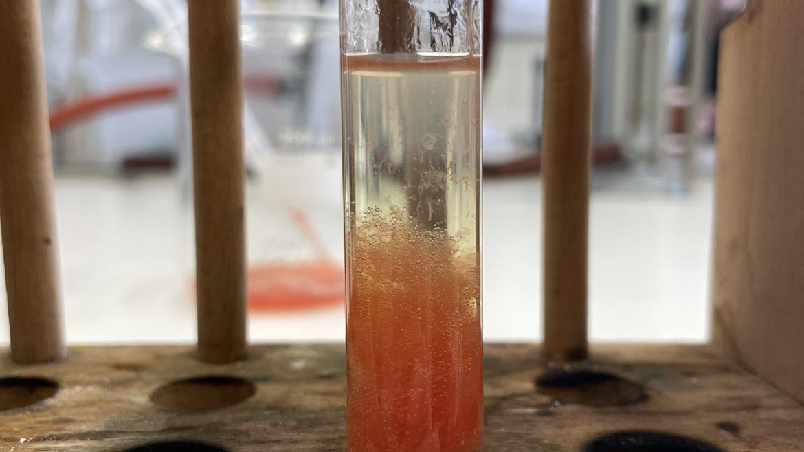 DNA sichtbar machen – Biologie-Kurs Q1 experimentiert