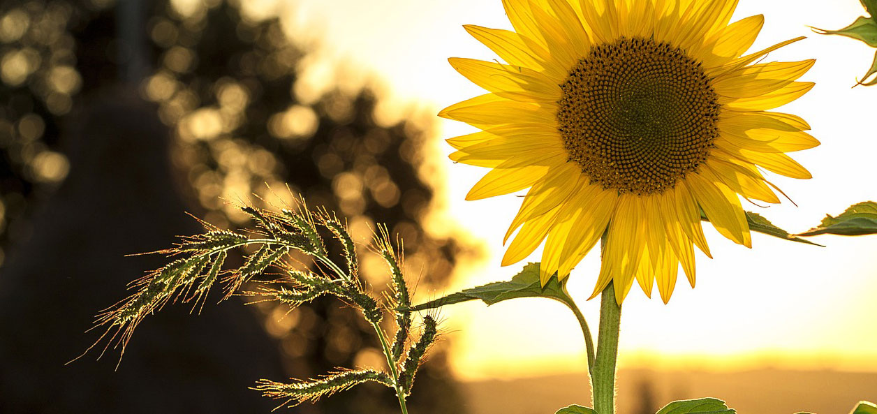 Sonnenblumen