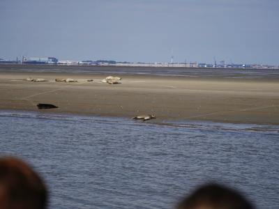 Gross Dsc08638