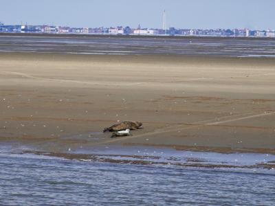 Gross Dsc08642